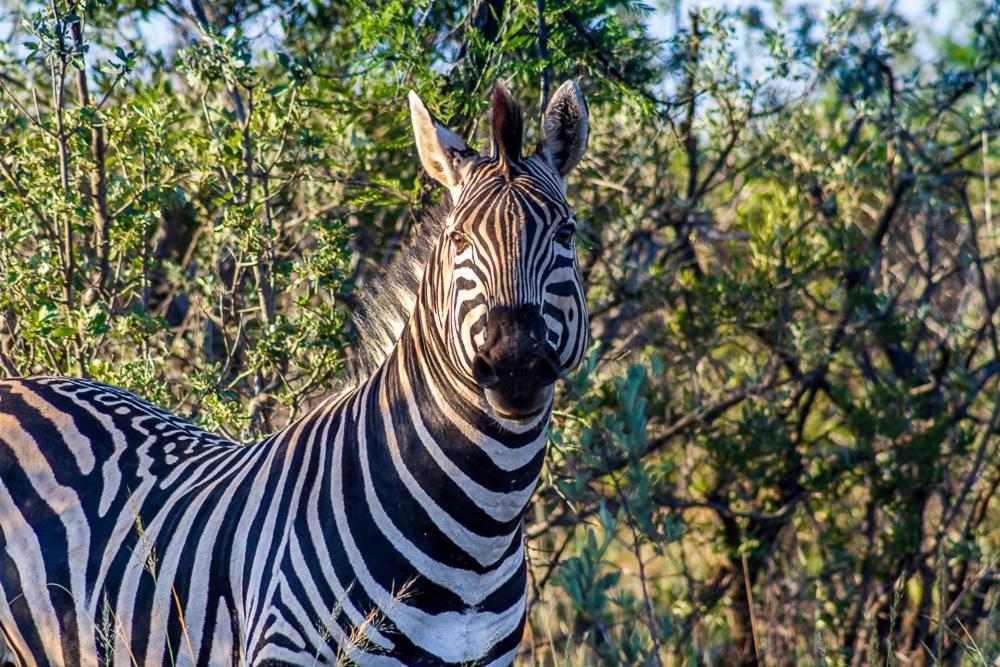 Big Valley Game Lodge Lobatse Luaran gambar