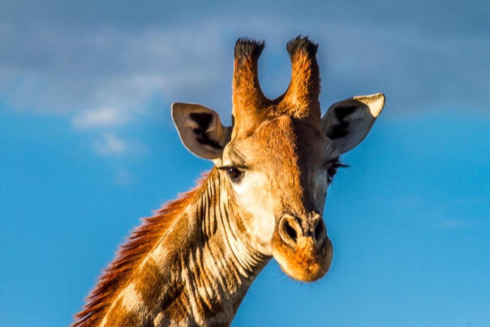 Big Valley Game Lodge Lobatse Luaran gambar