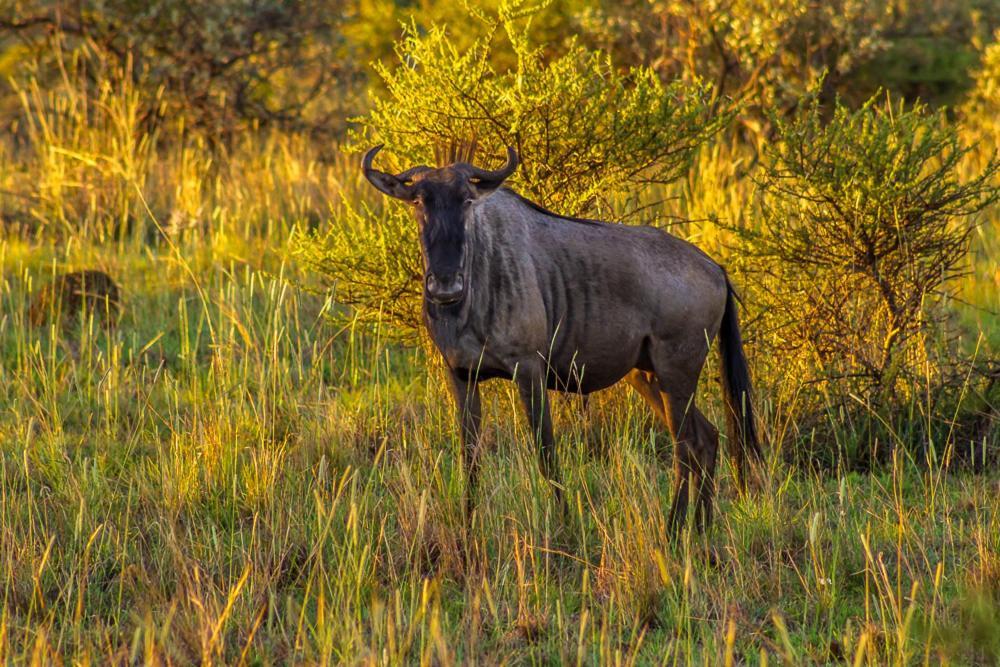 Big Valley Game Lodge Lobatse Luaran gambar
