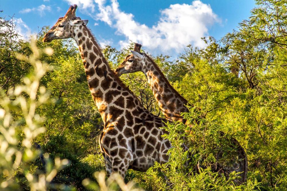 Big Valley Game Lodge Lobatse Luaran gambar